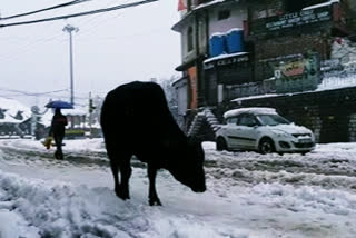 stray cattle in kinnaur