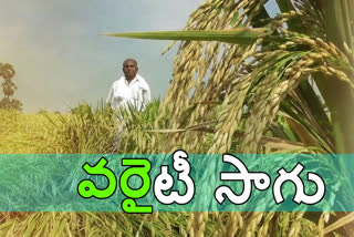 rice cultivation