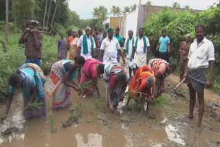 crop seeding protest for repair the road in theni  theni district news  kaanjimarathurai road issue  தேனி மாவட்டச் செய்திகள்  காஞ்சிமரத்துறை சாலை பிரச்னை  காஞ்சிமரத்துறை நாற்று நடும் போராட்டம்  நாற்று நடும் போராட்டம்