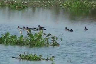 migratory birds arrival in nanakmatta dam, खटीमा में प्रवासी पक्षी न्यूज