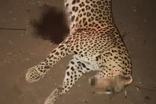 dead leopard