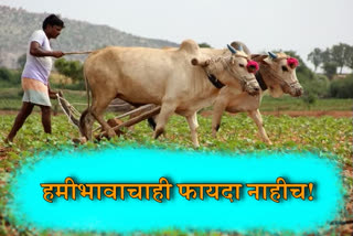 शेतमाल हमी किंमत, Mangmuri Sriniwas Article on Farmers