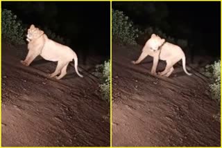 Video of lion sighting in Agar's Kanad region goes viral