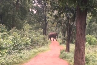 elephant 'Ganesh' returned to Korba again