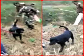 hunter dog helped CIAT to recover liquor in darbhanga