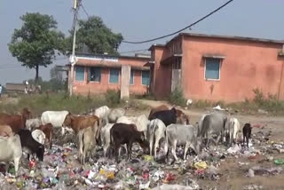 There is a lot of dirt in the resident area of Sidhi city