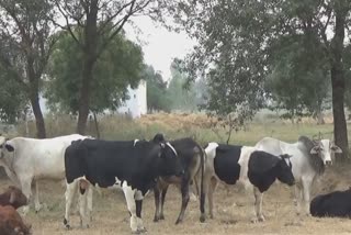 stray cattle