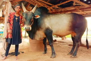 maduari girl kanimozhi raising jallikattu  bulls