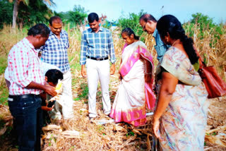 maize attack