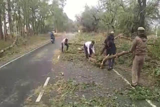 tree fall in heavy rain in fatehabad