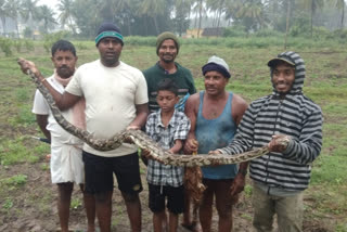 ten feet long python caught  പത്തടി നീളമുള്ള പെരുമ്പാമ്പിനെ പിടികൂടി  തമിഴ്‌നാട് ഒടുക്കത്തൂർ  tamilnadu odukkathur  python caught  പെരുമ്പാമ്പിനെ പിടികൂടി