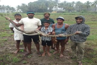 python caught near ellampatti  in vellore