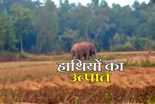 elephants furore in Bundu and Tamar areas in ranchi