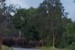 Lot of elephants across a road at Tamilnadu-Karnataka border