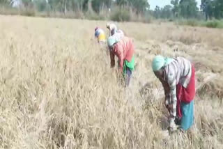 farmers confused about paddy support price