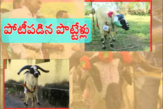 sheep presentation at vizianagaram