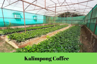 Kalimpong Coffee, the next best offer from Darjeeling Hills after Tea