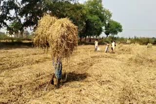 Target set to buy 26.5 lakh quintal paddy