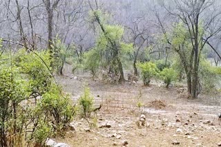 सरिस्का में नहीं आ सकेंगे नए बाघ, Sariska National Park