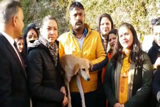 MC Shimla honored street dogs adopters