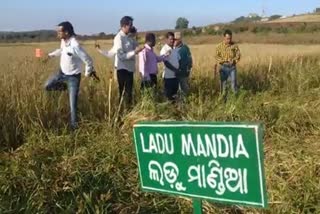 ragi demand rise in odisha