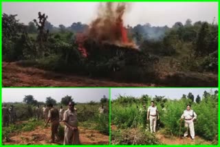 anugul-excise-department-ganja-field-destroy-in-chendipada