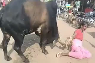 Crazy bull injured woman and child