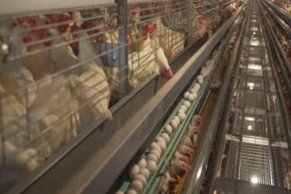 problems of poultry farmers