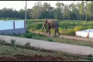 kodagu Elephant news