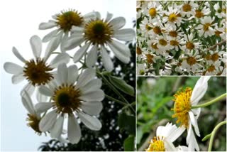 daisy flowers  idukki high range  ഡെയ്‌സി പൂക്കൾ  മഞ്ഞുകാലം  ക്രിസ്‌മസ് കാലം