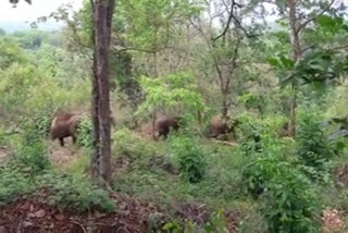 ആറളം ഫാമിലെ ആനകളെ കാട്ടിലേക്ക് തുരത്തി തുടങ്ങി  aralam farm kannur latest news  aralam farm news