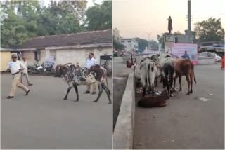 मोकाट जनावरांमुळे नंदुराबारकर त्रस्त