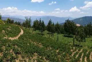 rain beneficial to gardeners in shimla