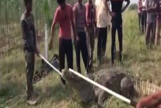 A 12-feet-long crocodile was rescued