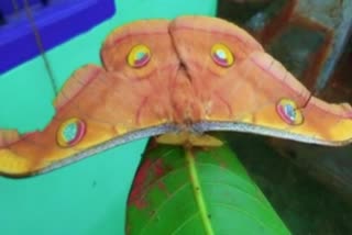 Antheraea pernyi butterfly