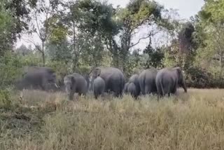 elephant-attack-a-female-in-rairangpur-of-mayurbhanj-district