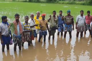 paddy-affected-by-heavy-rain