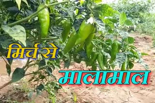 Package on chilli farming in Kanker