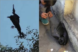 crow trapped in the kite knot in shimla