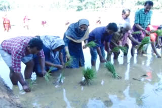 paddy cultivation  Edanad paddy field kothamangalam  ernakulam local story  എറണാകുളം  എറണാകുളം പ്രാദേശിക വാര്‍ത്തകള്‍