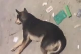 food delivery boy killed  dog in bangalore