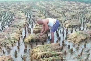 Kharif farmers