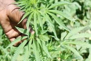 Cannabis cultivation will also be possible in Himachal