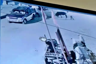 Street cow theft, Street cow theft caught in cctv, Kalaburagi Street cow theft caught in cctv, Kalaburagi Street cow theft, Kalaburagi Street cow theft news, ಬೀದಿ ದನಗಳ ಕಳ್ಳತನ, ಸಿಸಿಟಿವಿಯಲ್ಲಿ ಬೀದಿ ದನಗಳ ಕಳ್ಳತನ ಸೆರೆ, ಕಲಬುರಗಿ ಸಿಸಿಟಿವಿಯಲ್ಲಿ ಬೀದಿ ದನಗಳ ಕಳ್ಳತನ ಸೆರೆ, ಕಲಬುರಗಿ ಬೀದಿ ದನಗಳ ಕಳ್ಳತನ, ಕಲಬುರಗಿ ಬೀದಿ ದನಗಳ ಕಳ್ಳತನ ಸುದ್ದಿ,