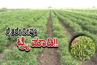 Raichur farmer