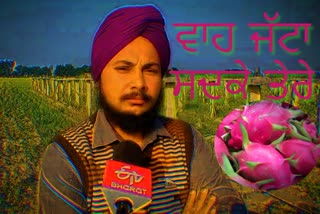 dragon fruit in Barnala