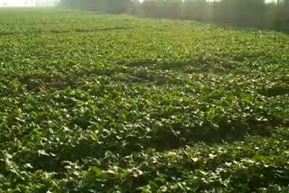 crops damaged by rain and hail bhiwani