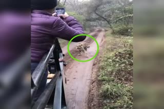 Tiger chases a tourist vehicle