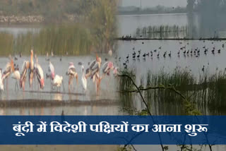 migrant birds in bundi, Foreign birds in Bundi