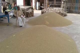 72.99 lakh MT ton paddy purchase in haryana